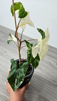 Syngonium albo veriegata - izbova rastlina