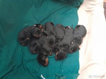Doberman