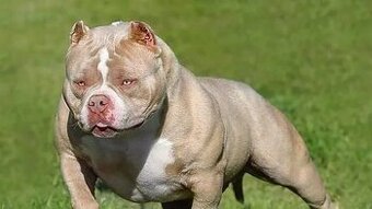 AMERICAN BULLY POCKET STANDART - KUPIM.
