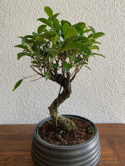 Fikus Ficus Retusa bonsaj