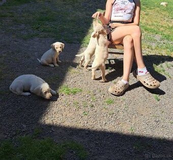 Šteniatka labrador