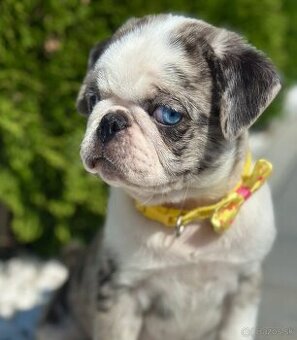 Panda Mops, Merle