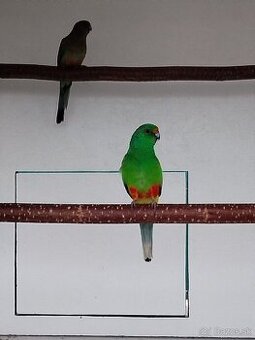 Papagáj mnohofarebný