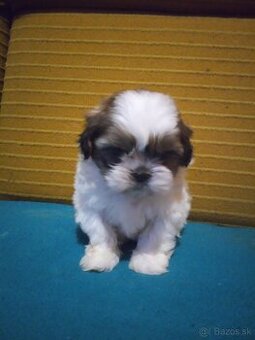 Shitzu
