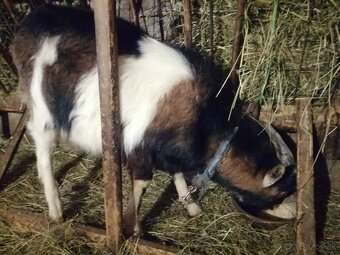 pekný urastený cap