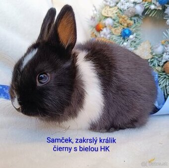 Zakrslý králik s VP - samček čierny s bielou HK