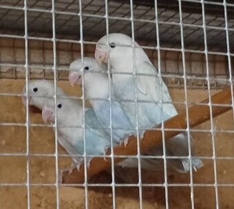 Predám papagájov: