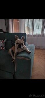 Francúzsky buldoček na krytie