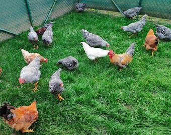 Ponukam kohúty Amrox alebo Hempšir