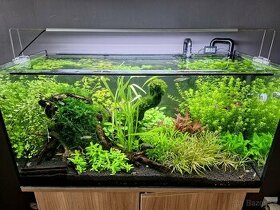 Akváriové rastliny - 1