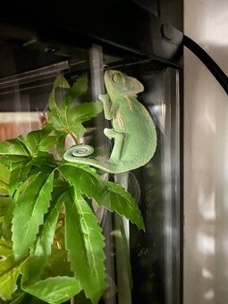 Chameleón