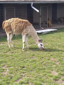 lama