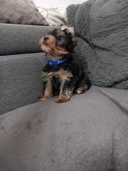 Yorkshire Terrier