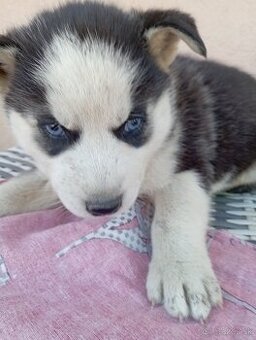 Sibírsky husky šteniatka