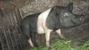 Svinka