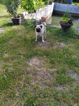 Mops