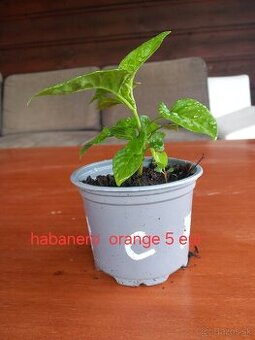 Čili habanero orange sadenice
