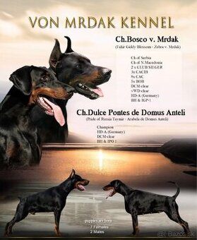 Doberman