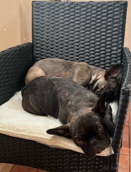 Francúzsky buldoček