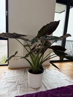 Alocasia Wentii - izbova rastlina