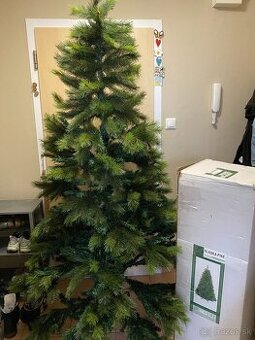 Alpská borovica - vianočný stromček