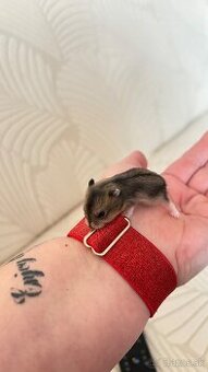 šrečky džungalske