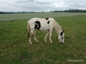 Krásný strakatý koník vhodný i k dětem