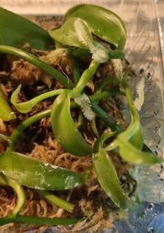 Predaj - Vanilla tahitensis🌿