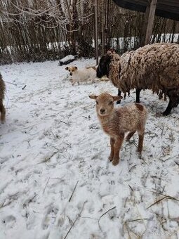 Baranček, Ouessantská ovca