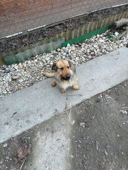 Darujem križenca malého vzrastu .