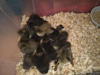 Kačiatka - Indických bežcov