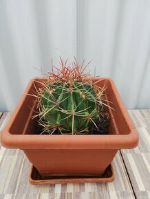 Kaktus - 1