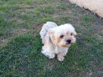 Yorkshire terrier - 1