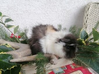 Morčatá a zdrobnený králik