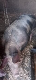 Ponúkam na predaj prasatá
