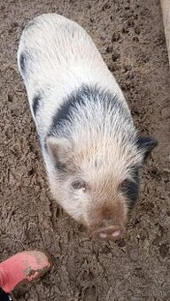 Gottinske mini prasiatko