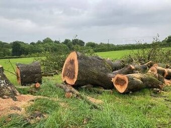Kúpim hrčatý jaseňový,orechový,dubový kmeň