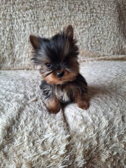 York,yorkšhir, yorkšhirský terier