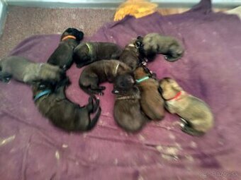 Predám šteniatka leonbergera