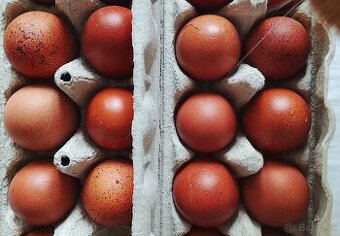 Násadové vajíčka Marans biela