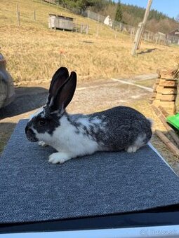 Činčila veľká x Hyla