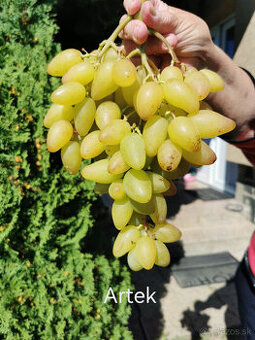 Sadenice viniča