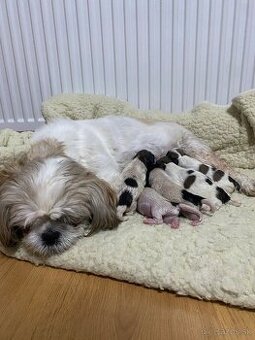 Shi-tzu Tricolor