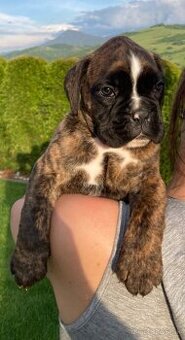 Nemecky Boxer s PP