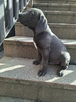 Predám posledné šteniatko Cane Corso rušená rezervácia