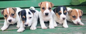 Jack russel terier