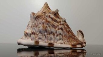 Krásna stará veľká mušľa