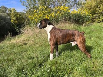 Nemecký boxer na krytie