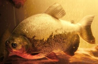 piraňa rastlinožravá