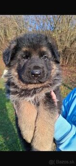Nemecký ovčiak šteniatka